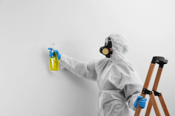 Why You Should Choose Our Mold Remediation Services in Dana Point, CA